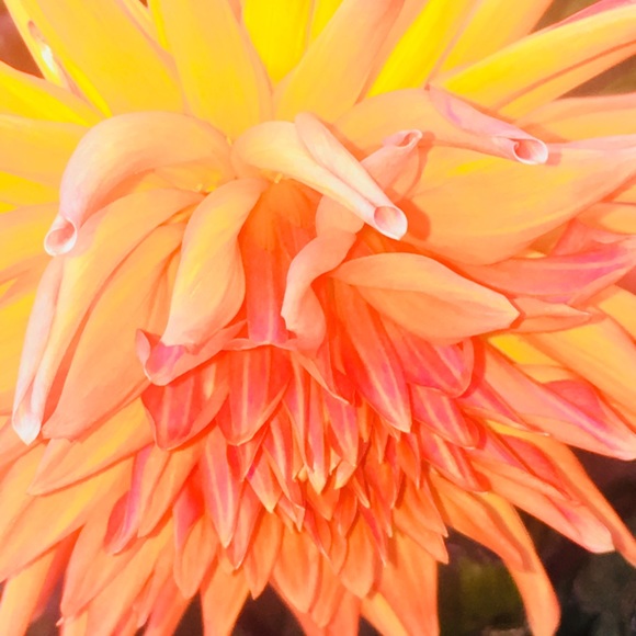 Meet your Posher, Kelly - Picture 1 of 1